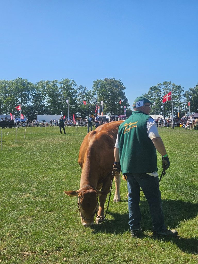 Et ko bliver vist frem ved Roskilde Dyrskue.